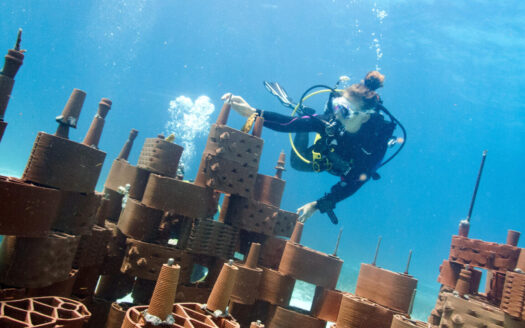 2021 marie griesmar rrreefs C2A9Leila Tazi